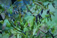 PANA3889.webp