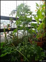 c008a.webp