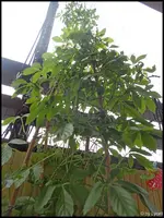 c009a.webp