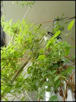 c012.webp