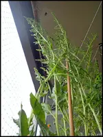 c014.webp