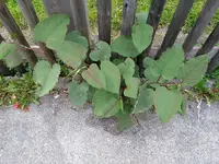 IMG_20190518_142831186.webp