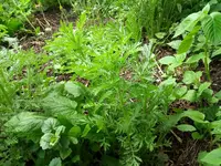 IMG_20190518_143104941.jpg