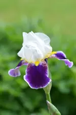 DSC_0036.webp