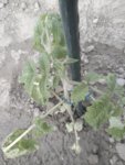 IMG_20190518_181444.jpg