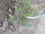 IMG_20190518_181450.jpg
