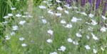 Unbenannte Blume.png