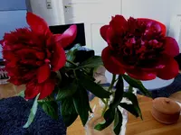 P1050790.webp