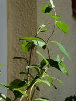 P1050802.webp