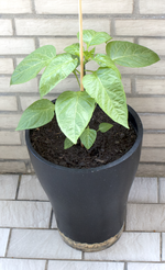 paprika_pflanze.webp