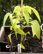 chili_pflanze_1.webp