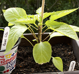 chili_pflanze_2.webp