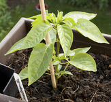chili_pflanze_3.webp