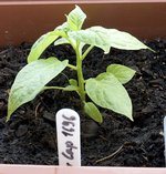 chili_pflanze_5.webp