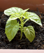 chili_pflanze_4.webp