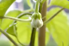 chili_bluete.webp