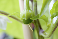 chili_frucht.webp