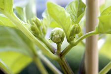chili_knospe.webp