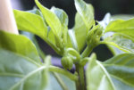 chili_knospen.jpg
