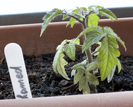 tomate_mini.webp