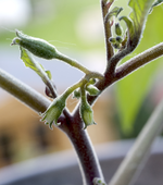 tomate_knospe.webp