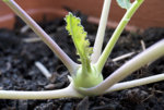 kohlrabi.jpg