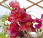 blume_rosarot.webp