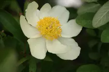 DSC07707.webp