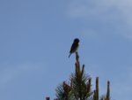 190515 Schwarzkehlchen_stonechat.JPG
