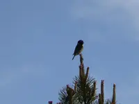 190515 Schwarzkehlchen_stonechat.webp