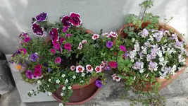 IMG_20190517_162624.jpg
