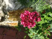 DSC00255.webp