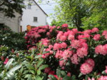 Rhododendron 20.05.2019 H-Grünert 006.JPG