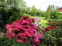 Rhododendron 20.05.2019 H-Grünert 007.webp