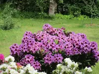 Rhododendron 20.05.2019 H-Grünert 008.webp