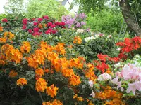 Rhododendron 20.05.2019 H-Grünert 009.webp