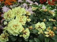 Rhododendron 20.05.2019 H-Grünert 010.webp