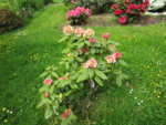 Rhododendron 20.05.2019 H-Grünert 012.JPG
