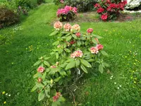 Rhododendron 20.05.2019 H-Grünert 012.webp