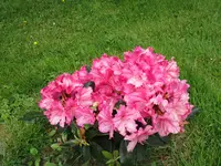 Rhododendron 20.05.2019 H-Grünert 013.webp