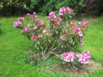 Rhododendron 20.05.2019 H-Grünert 014.JPG