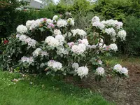 Rhododendron 20.05.2019 H-Grünert 015.webp