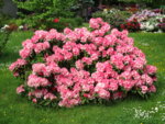 Rhododendron 20.05.2019 H-Grünert 016.JPG