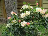 Rhododendron 20.05.2019 H-Grünert 017.webp