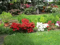 Rhododendron 20.05.2019 H-Grünert 021.webp