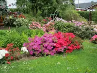 Rhododendron 20.05.2019 H-Grünert 022.webp