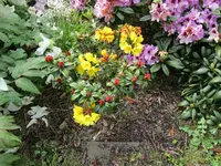 Rhododendron 20.05.2019 H-Grünert 024.webp
