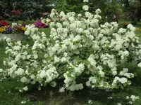 Schneeball.webp