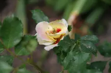 DSC07711.webp