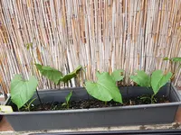 20190520_210200.webp